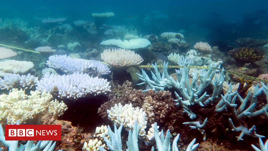 101089714_b8bab922-e868-49a0-9aa3-06f04bccda3d.jpg New fund to protect Great Barrier Reef