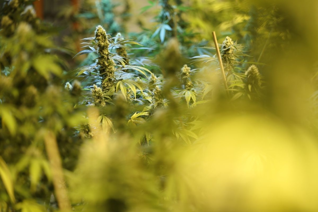 Bank of Montreal Goes All-In on Pot Deals