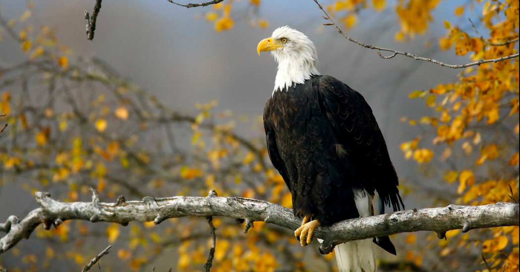 20cli-endangered-copy-facebookJumbo-v2.jpg Lawmakers, Lobbyists and the Administration Join Forces to Overhaul the Endangered Species Act