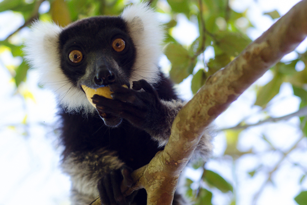 Those Adorable Lemurs of Madagascar? They Are on the Edge of Extinction