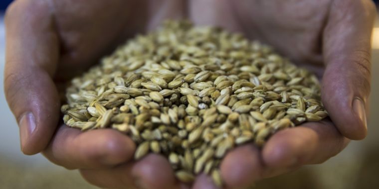 barleyTOP-760x380.jpg Beer lovers, beware: Warmer climate could lead to severe barley shortages