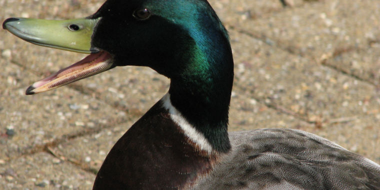 3242524205_09c92ae718_b-760x380.jpg Hundreds of health crowdfunding campaigns are for sham treatments