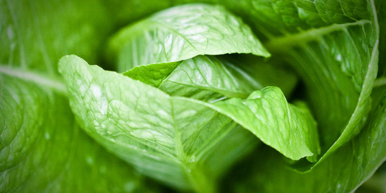 4743053340_144a956d93_b-760x380.jpg Trash your romaine lettuce and don’t eat any in restaurants, says the CDC