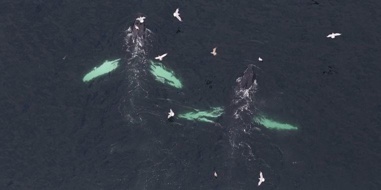 PHOTO-humpback-whales-NOAA-1125x534-Landscape-760x380.jpg Trump admin. approves seismic tests for Atlantic offshore oil drilling