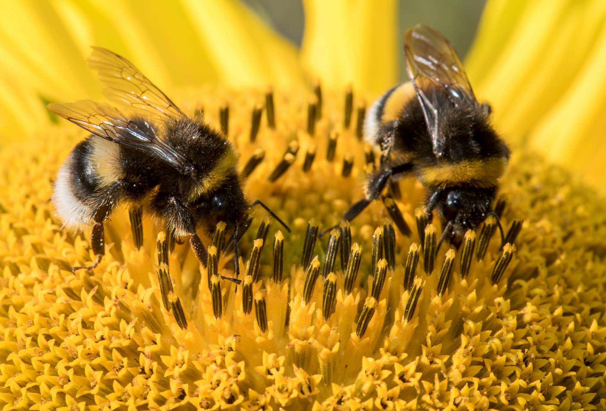 GettyImages-1018043026-e1544996675520.jpg The Future of Drones Might Involve Bees