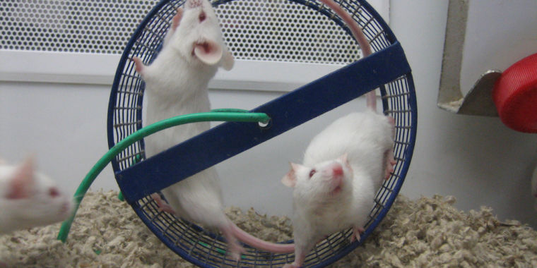 2151312845_72e2baf3d6_b-760x380.jpg Researchers get gene drive to push mice beyond Mendel