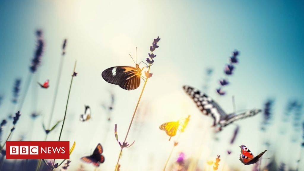 Insect decline may see ‘plague of pests’