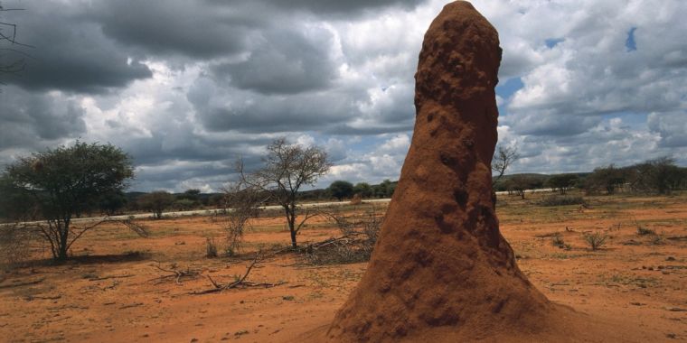 Nature’s skyscrapers: X-ray imaging reveals the secrets of termite mounds Nature’s skyscrapers: X-ray imaging reveals the secrets of termite mounds