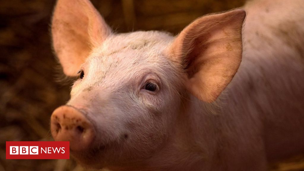 106491073_gettyimages-909260196.jpg Pig brains partially revived after death