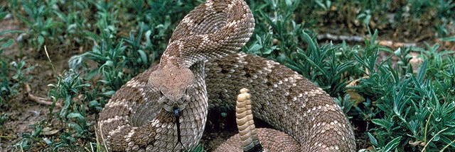 crotalus-atrox-640x215.jpg 1,550 years ago, someone ate a rattlesnake whole—and we have poo to prove it