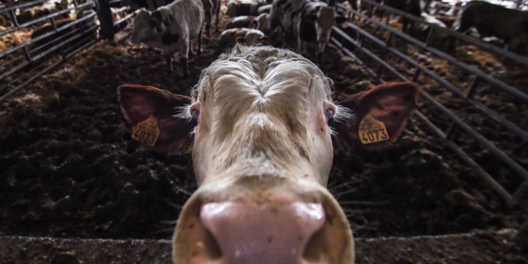 deadly-superbug-outbreak-in-humans-linked-to-antibiotic-spike-in-cows.jpg Deadly superbug outbreak in humans linked to antibiotic spike in cows
