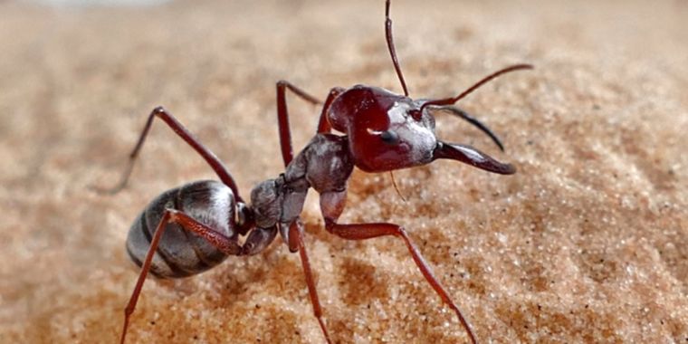 the-worlds-fastest-ant-clocks-record-speed-of-108-times-its-own-body-length.jpg The world’s fastest ant clocks record speed of 108 times its own body length
