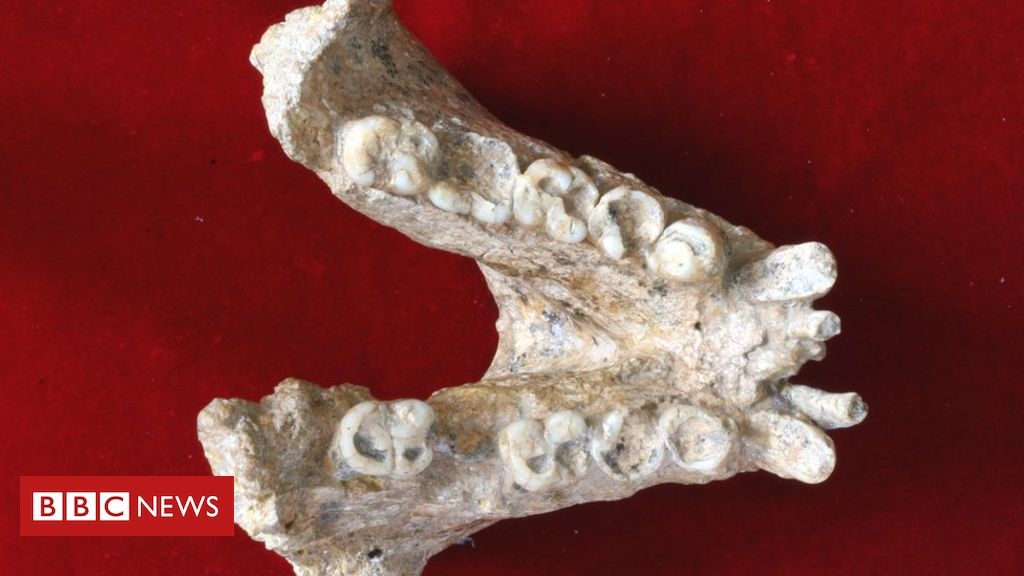 Secrets of the largest ape that ever lived