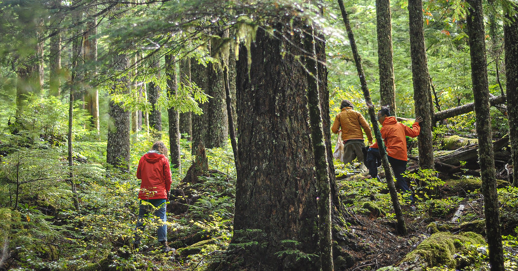 on-the-hunt-for-mushrooms-in-central-oregon.jpg On the Hunt for Mushrooms in Central Oregon