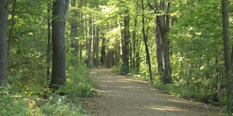 massachusetts-bill-would-block-logging-let-state-forests-keep-their-carbon.jpeg Massachusetts bill would block logging, let state forests keep their carbon
