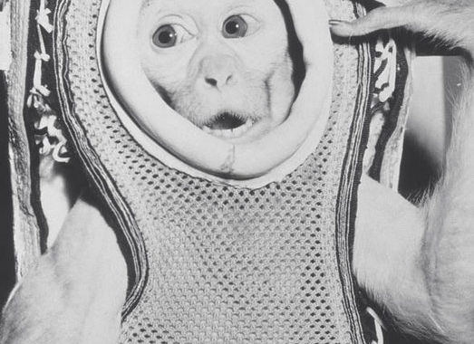 that-time-a-monkey-flew-to-the-edge-of-space-and-then-smashed-into-a-destroyer.jpg That time a monkey flew to the edge of space and then smashed into a destroyer