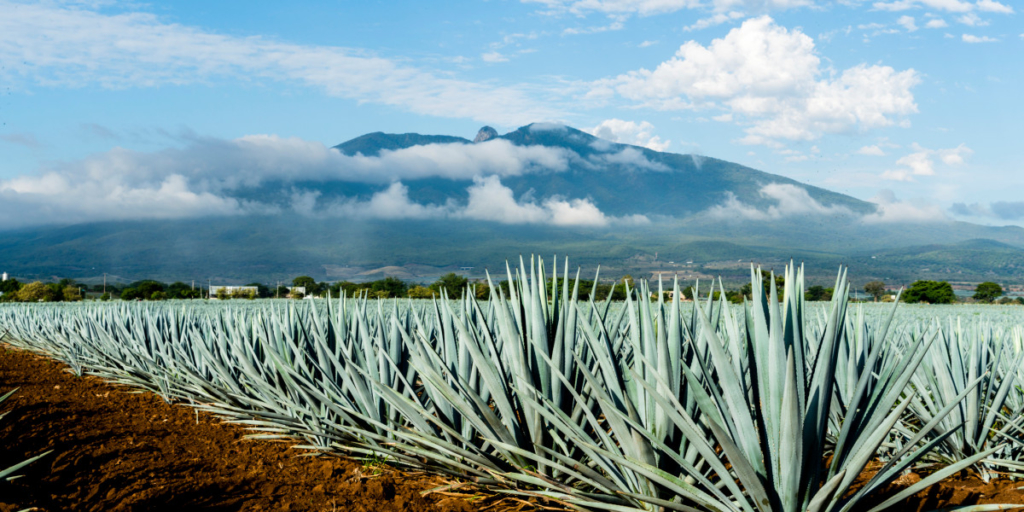 The Tequila Shortage Could Be Almost Over