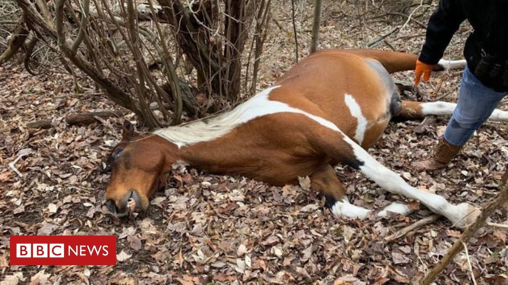 Police hunt horse killer as Kentucky deaths hit 20