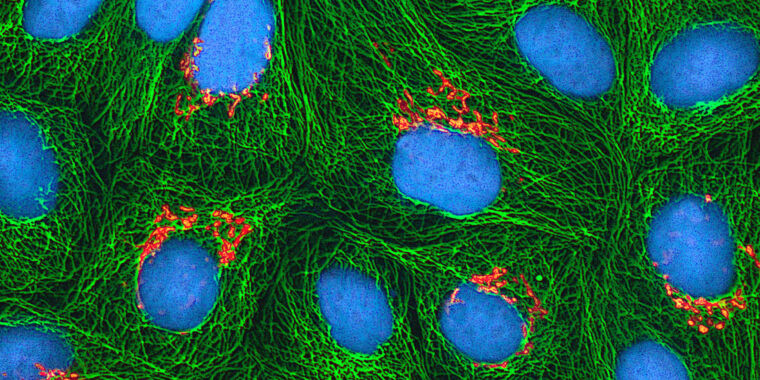 virus-tricked-into-glowing-reveals-entryway-to-cellular-victim.jpg Virus tricked into glowing reveals entryway to cellular victim