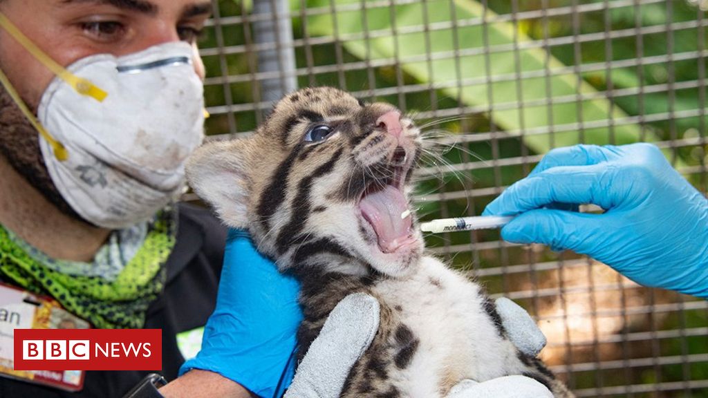 endangered-clouded-leopard-kittens-born-at-us-zoo.jpg Endangered clouded leopard kittens born at US zoo