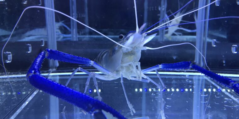 can-gender-bending-israeli-superprawns-help-feed-the-world.jpg Can gender-bending Israeli superprawns help feed the world?