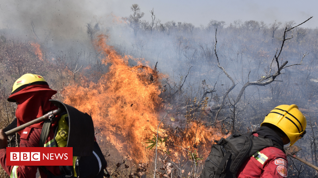unacceptable-losses-of-older-trees-in-2019.png ‘Unacceptable’ losses of older trees in 2019