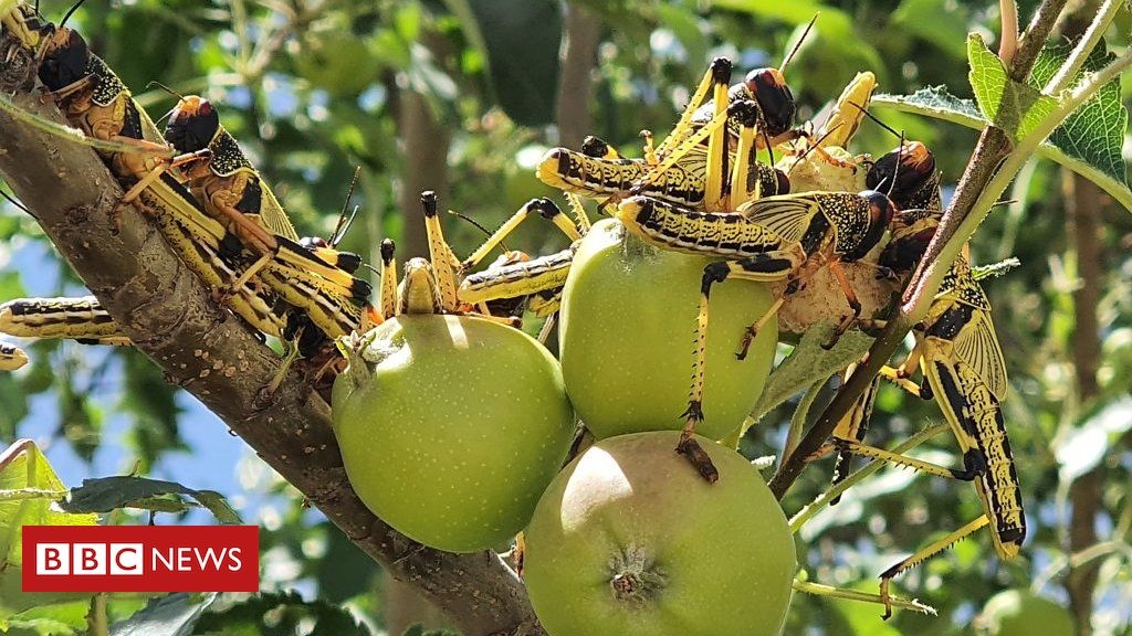 Locust collection scheme after crops destroyed