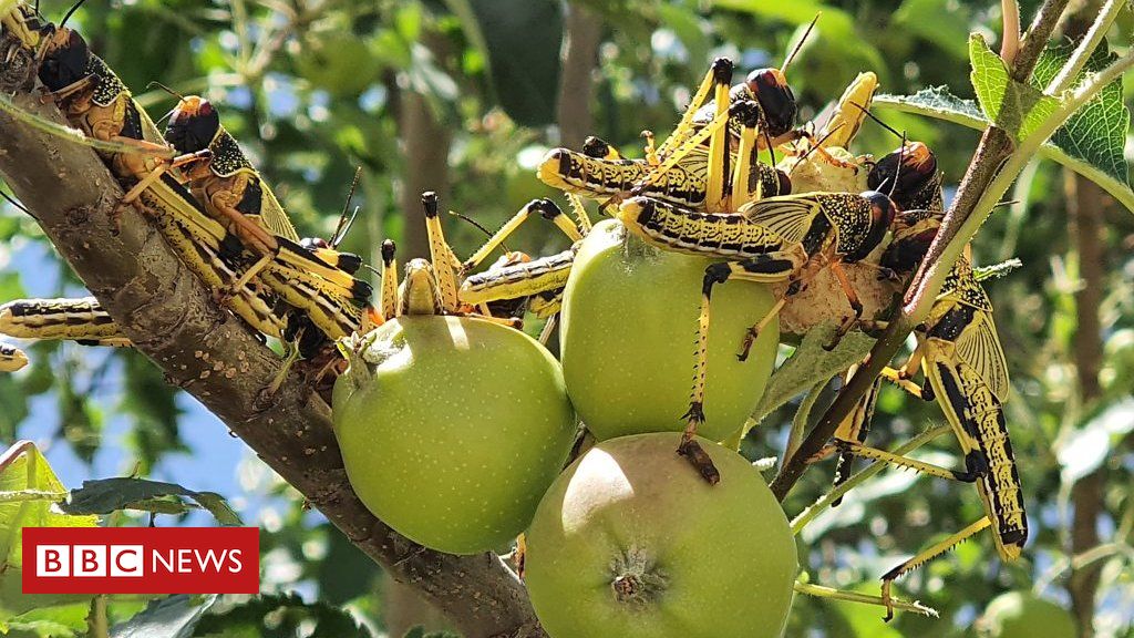 locust-collection-scheme-after-crops-destroyed.jpg Locust collection scheme after crops destroyed