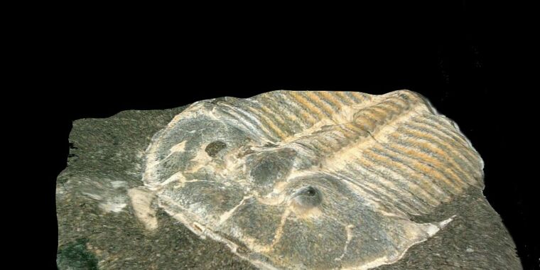 fabulous-fossil-preserves-eyes-of-429-million-year-old-trilobite.jpg Fabulous fossil preserves eyes of 429-million-year-old trilobite