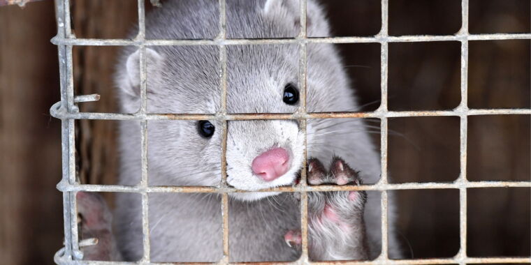 coronavirus-creeps-into-us-mink-farms-unusually-larger-numbers-dead.jpg Coronavirus creeps into US mink farms, “unusually larger numbers” dead