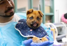 Pasadena Humane raises staggering amount for puppy with no nose: ‘Long healing journey ahead’ pasadena-humane-raises-staggering-amount-for-puppy-with-no-nose:-‘long-healing-journey-ahead’