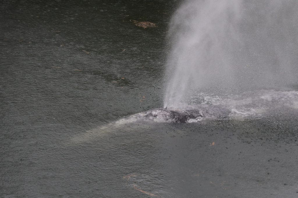 gray-whale-that-swam-20-miles-up-a-washington-state-river-is-found-dead