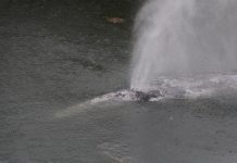 Gray whale that swam 20 miles up a Washington state river is found dead gray-whale-that-swam-20-miles-up-a-washington-state-river-is-found-dead