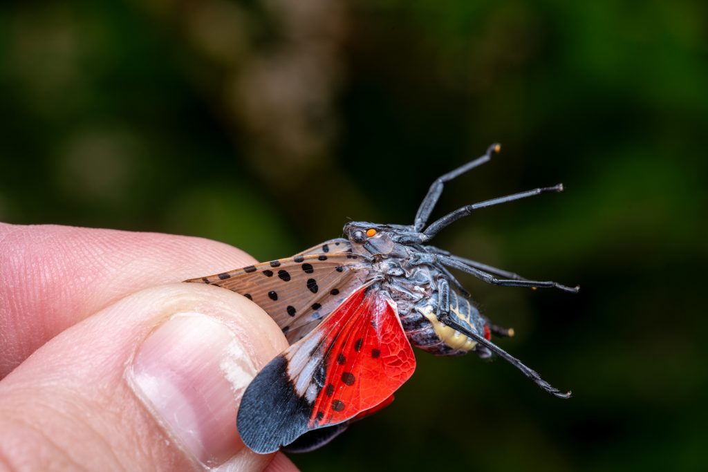 exclusive-|-nyc-lanternfly-plague-set-to-rebound-after-dip-—-and-city-living-could-be-accelerating-spread
