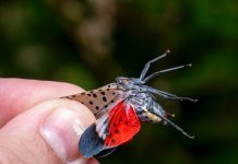 Exclusive | NYC lanternfly plague set to rebound after dip — and city-living could be accelerating spread exclusive-|-nyc-lanternfly-plague-set-to-rebound-after-dip-—-and-city-living-could-be-accelerating-spread