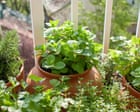 How to save limp herbs | Kitchen aide how-to-save-limp-herbs-|-kitchen-aide