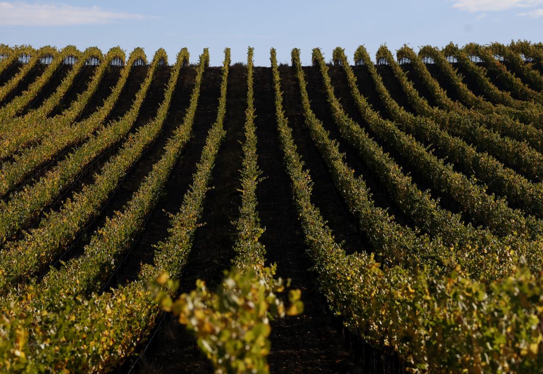 napa-valley-elites-look-to-children-to-save-their-crumbling-empires-while-plotting-new-attractions