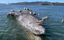Why do gray whales keep dying in San Francisco’s waters? why-do-gray-whales-keep-dying-in-san-francisco’s-waters?