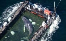 Whale carried by barge out of German waters after weeks stranded on coast whale-carried-by-barge-out-of-german-waters-after-weeks-stranded-on-coast
