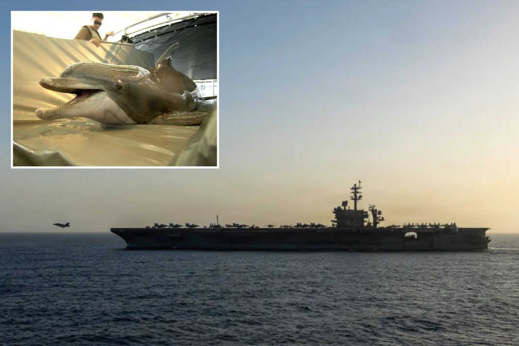 iran-eyeing-mine-carrying-dolphins-to-attack-us-warships-in-strait-of-hormuz
