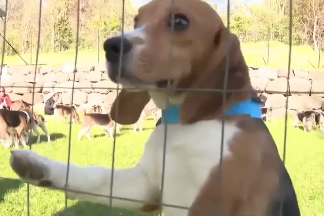 1,500-beagles-rescued-from-troubled-ridglan-farms-after-animal-activists-stormed-wisconsin-research-facility
